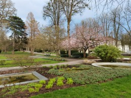 bald fängt es im Park an zu blühen